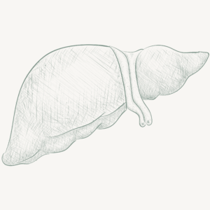 Liver psychology, acupuncture points for liver, liver meridian