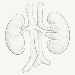 acupuncture treatment for kidney, kidney meridian